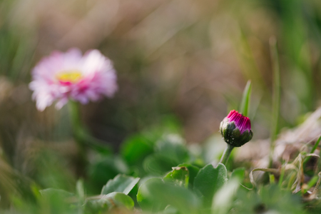 Fresh spring grass with flowers on a sunny day with natural blurred backgroundの写真素材