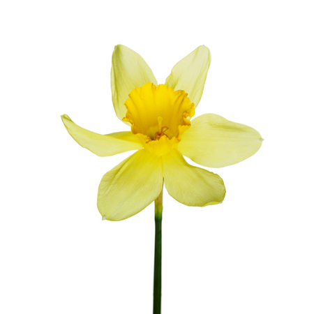 Single yellow narcissus flower lying on its side, composition isolated over the white backgroundの写真素材