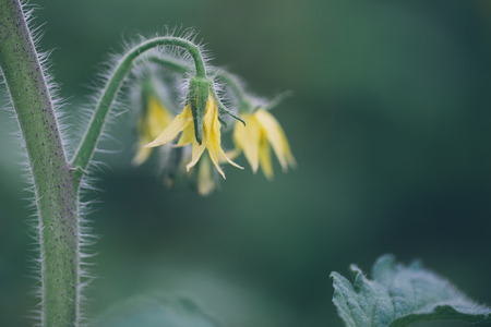 tomato flowers on the stemの写真素材