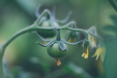 Small unripe green tomatoes on a branch in the greenhouse.の写真素材