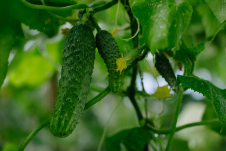 Cucumber growing in garden.