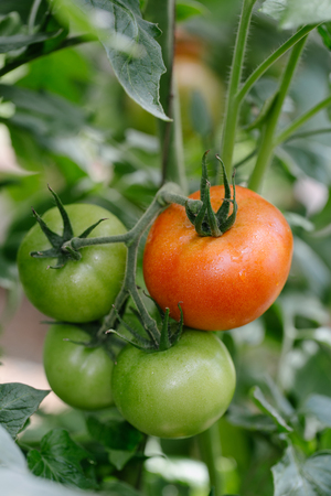 Tomato in a hothouseの写真素材