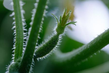 Cucumber growing in garden. Close up, soft focusの写真素材