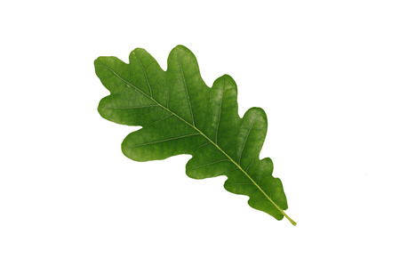 Green oak leaf isolated on white backgroundの写真素材