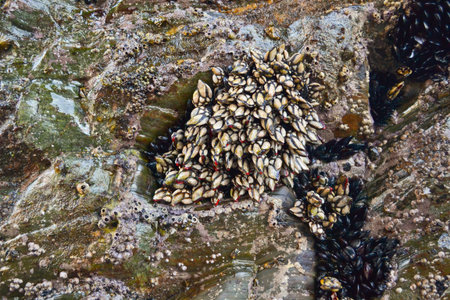 Goose Barnacles and Mussels attached to rocks background