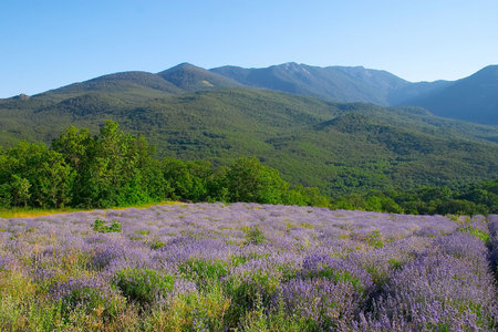 Lavenderの写真素材