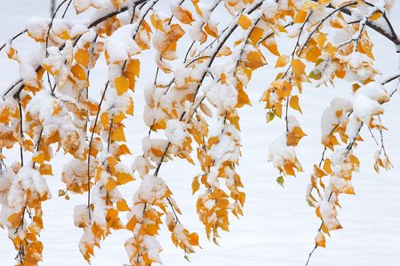 Covered in snowの写真素材