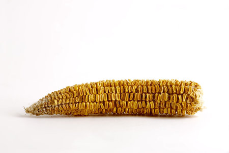 bad corncob
