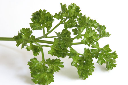 Parsley
