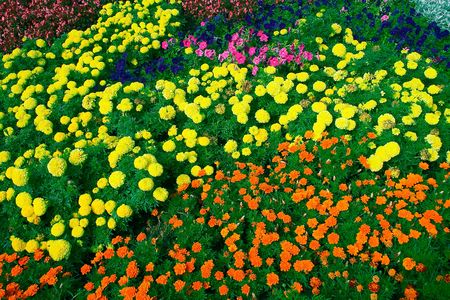 Flowerの写真素材