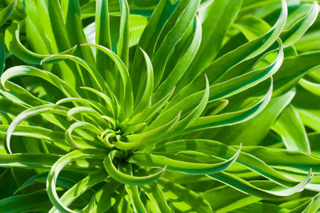 Background green leaf