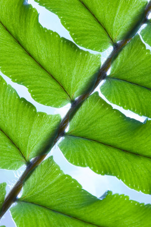 Closeup of a Green Fern
