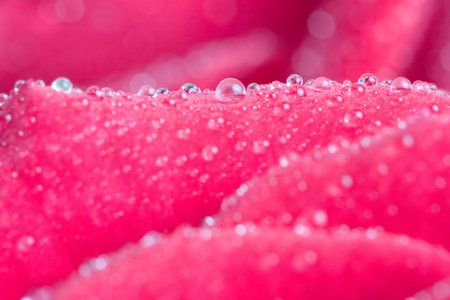 Closeup of red rose petails covered dewの写真素材