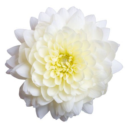 White aster flower isolated on white background.の写真素材