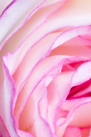 Close up of the pink rose petailsの写真素材