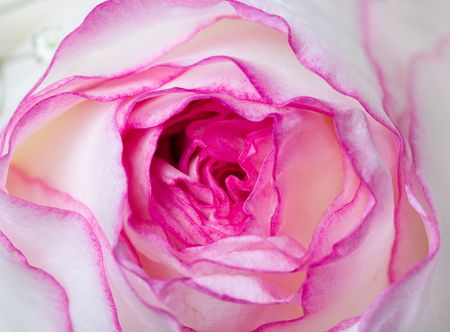 Close up of the pink rose petailsの写真素材