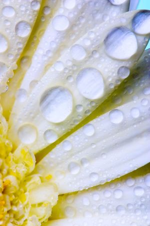 Closeup of white daisy with water dropletsの写真素材