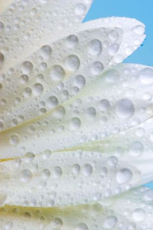 Closeup of white daisy with water dropletsの写真素材