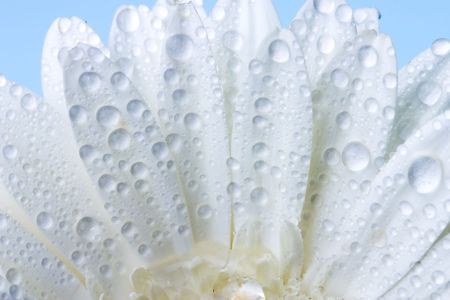 Closeup of white daisy with water dropletsの写真素材