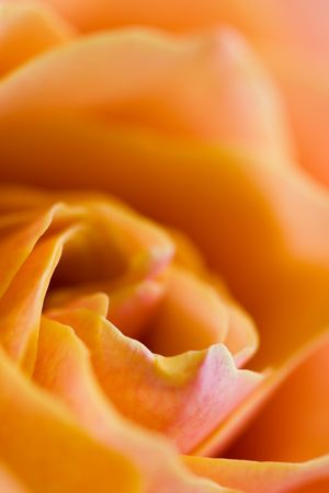 Close up of the yellow rose petailsの写真素材