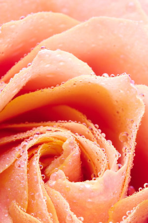 Closeup of yellow rose petails covered dewの写真素材