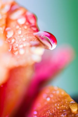 Closeup of yellow rose petails covered dewの写真素材