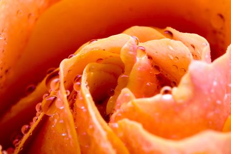 Closeup of yellow rose petails covered dewの写真素材