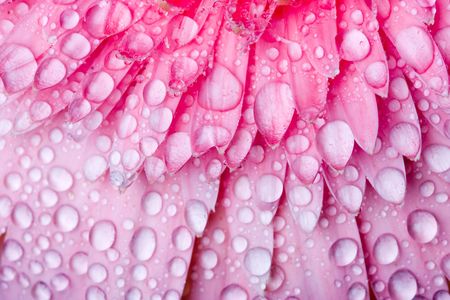 Close up of pink daisy with water dropletsの写真素材