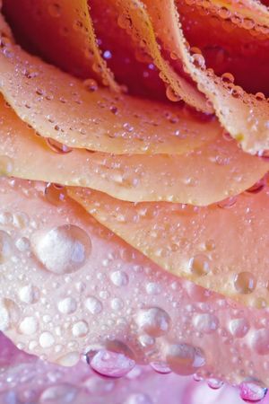 Closeup of pink rose petails covered dewの写真素材