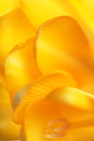 beautiful yelow flower backgroundの写真素材