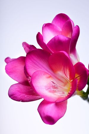 beautiful pink flower on white backgroundの写真素材