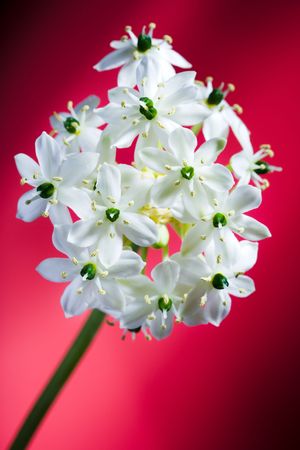 beautiful white flower on red backgroundの写真素材