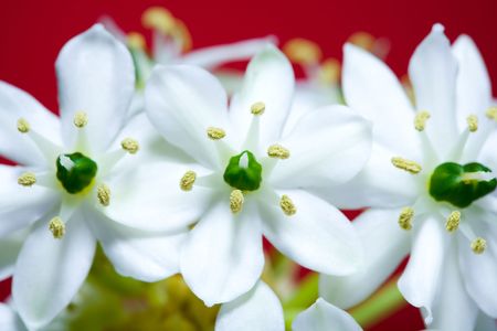 beautiful white flower on red backgroundの写真素材