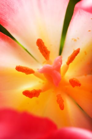 Close up of the pink tulips  petailsの写真素材