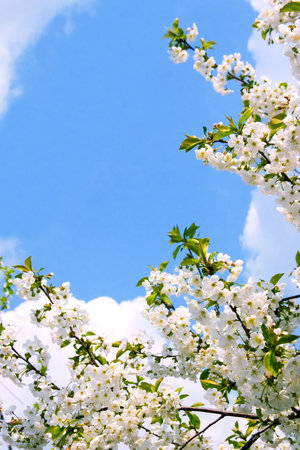 Springtime, Flowering Cherry Blossoms. Sky and clouds.