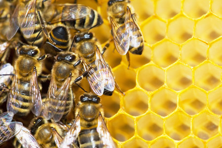 Macro of working bee on honeycells.