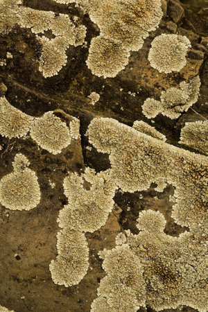 concrete wall which has acquired moss and lichen