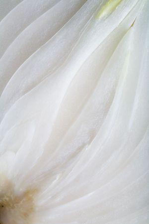 Close up view of the white onion cutの写真素材