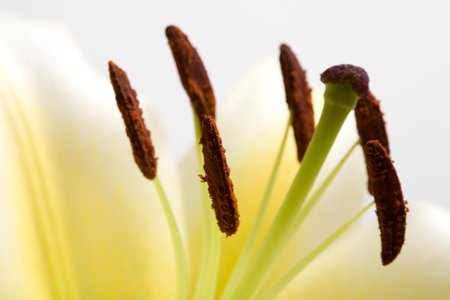 Close up view of the white lily on whiteの写真素材