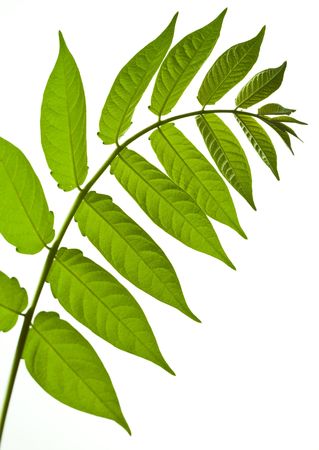 close up view of leaves on the green backgroundの写真素材