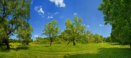 Path through lush forestの写真素材