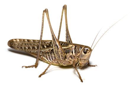 Locust isolated in White Backgroundの写真素材