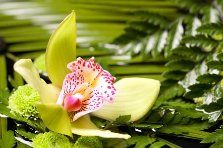 closeup of orchid flowerの写真素材