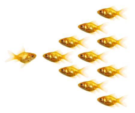 Isolated of the gold fish on whiteの写真素材