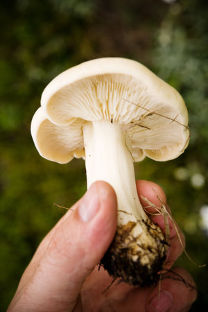 A hand holding mushroom against a green grass backgroundの写真素材