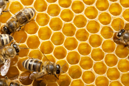 Macro of working bee on honeycells.