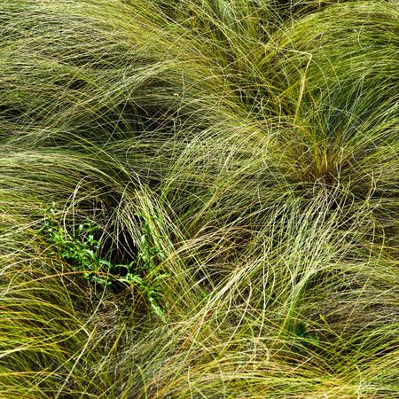 feather-grass backgroundの写真素材