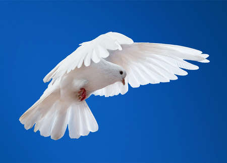 Dove in the air with wings wide open in-front of the sunの写真素材
