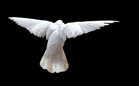 A free flying white dove isolated on a black backgroundの写真素材