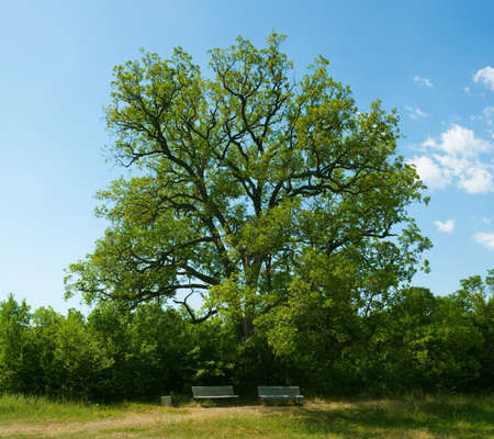 alone green tree on the white backgroundの写真素材